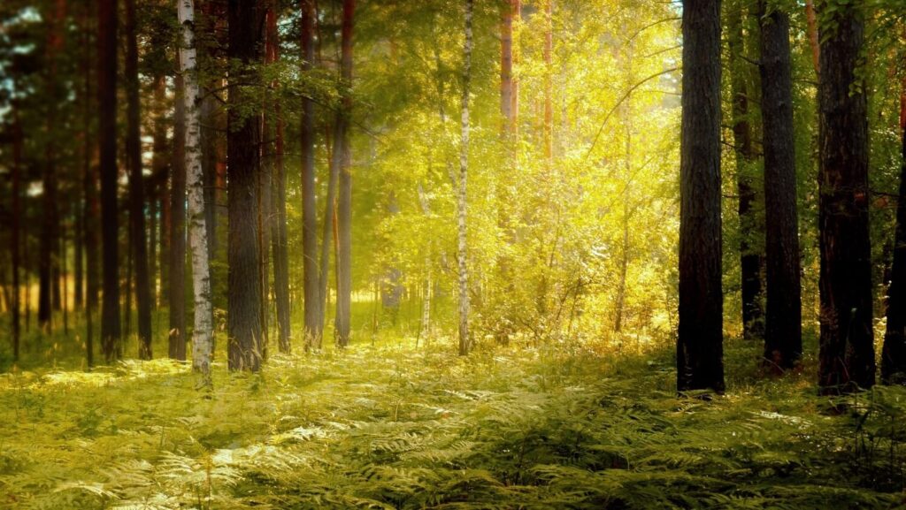 photo d'une foret